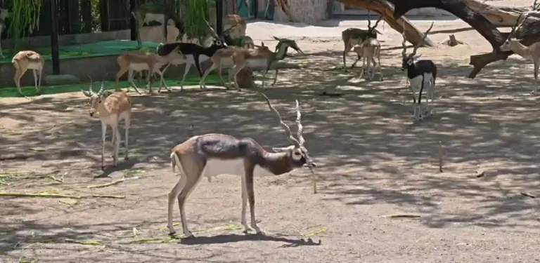 Delhi Zoo